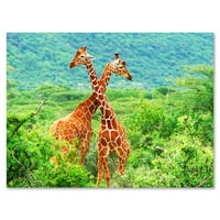 Dvije žirafe koje se bore u bujnom zelenom divljim fotografijama platno umjetnički tisak