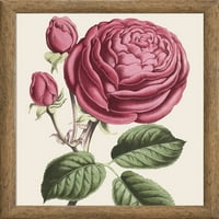 Ružičasta ruža 18 18 zidna umjetnost